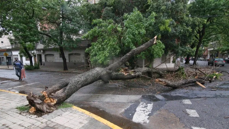 arbolcaido_jpg_1756841869
